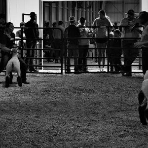 Meet your Posher, Taylor